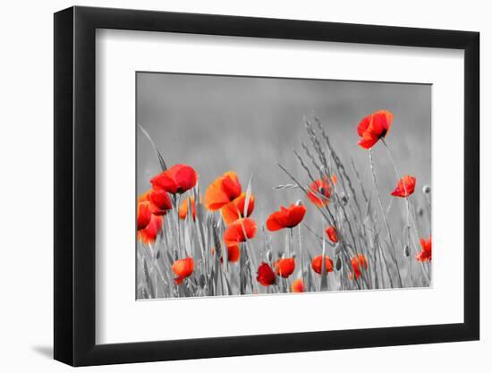 Red Poppy Flowers with Black and White Background-SNEHITDESIGN-Framed Photographic Print