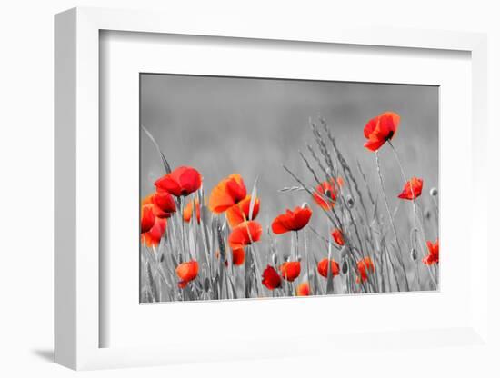 Red Poppy Flowers with Black and White Background-SNEHITDESIGN-Framed Photographic Print