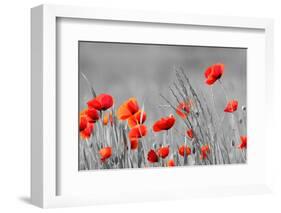 Red Poppy Flowers with Black and White Background-SNEHITDESIGN-Framed Photographic Print