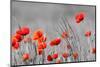 Red Poppy Flowers with Black and White Background-SNEHITDESIGN-Mounted Photographic Print