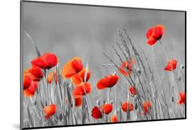 Red Poppy Flowers with Black and White Background-SNEHITDESIGN-Mounted Photographic Print