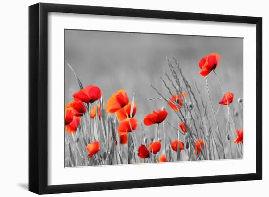 Red Poppy Flowers with Black and White Background-SNEHITDESIGN-Framed Photographic Print