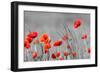 Red Poppy Flowers with Black and White Background-SNEHITDESIGN-Framed Photographic Print