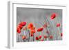 Red Poppy Flowers with Black and White Background-SNEHITDESIGN-Framed Photographic Print