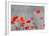 Red Poppy Flowers with Black and White Background-SNEHITDESIGN-Framed Photographic Print