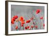 Red Poppy Flowers with Black and White Background-SNEHITDESIGN-Framed Photographic Print