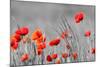 Red Poppy Flowers with Black and White Background-SNEHITDESIGN-Mounted Photographic Print