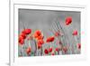 Red Poppy Flowers with Black and White Background-SNEHITDESIGN-Framed Photographic Print