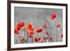 Red Poppy Flowers with Black and White Background-SNEHITDESIGN-Framed Photographic Print