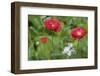 Red poppy flowers-Anna Miller-Framed Photographic Print