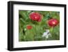 Red poppy flowers-Anna Miller-Framed Photographic Print