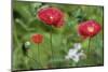Red poppy flowers-Anna Miller-Mounted Photographic Print
