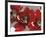 Red Poppy Forest I-Natasha Barnes-Framed Giclee Print