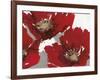 Red Poppy Forrest II-Natasha Barnes-Framed Giclee Print