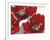 Red Poppy Forrest II-Natasha Barnes-Framed Giclee Print