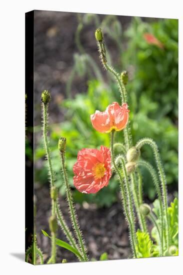 Red Poppy, garden, USA-Lisa S. Engelbrecht-Stretched Canvas