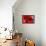 Red Poppy I-Brian Moore-Framed Stretched Canvas displayed on a wall