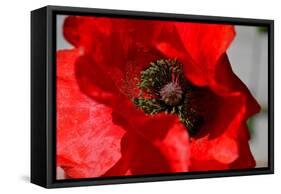 Red Poppy I-Brian Moore-Framed Stretched Canvas