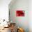 Red Poppy I-Brian Moore-Stretched Canvas displayed on a wall