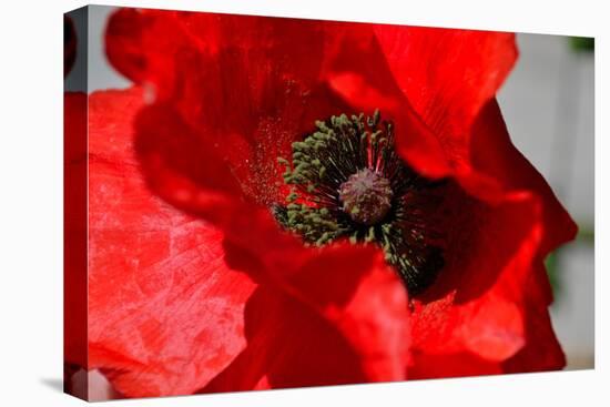 Red Poppy I-Brian Moore-Stretched Canvas