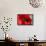 Red Poppy I-Brian Moore-Framed Stretched Canvas displayed on a wall