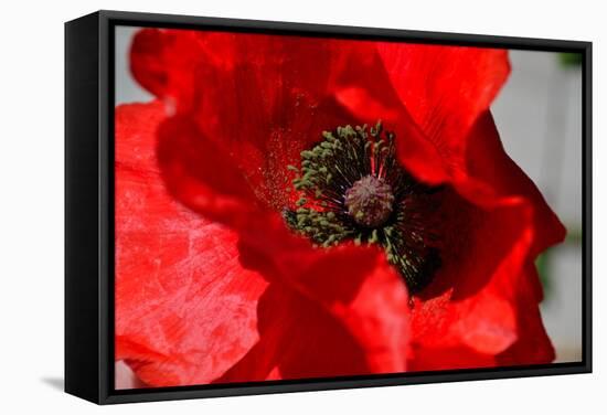 Red Poppy I-Brian Moore-Framed Stretched Canvas