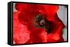 Red Poppy I-Brian Moore-Framed Stretched Canvas