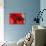 Red Poppy I-Brian Moore-Stretched Canvas displayed on a wall