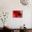 Red Poppy I-Brian Moore-Stretched Canvas displayed on a wall