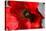 Red Poppy I-Brian Moore-Stretched Canvas