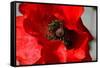 Red Poppy I-Brian Moore-Framed Stretched Canvas