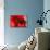 Red Poppy I-Brian Moore-Photographic Print displayed on a wall