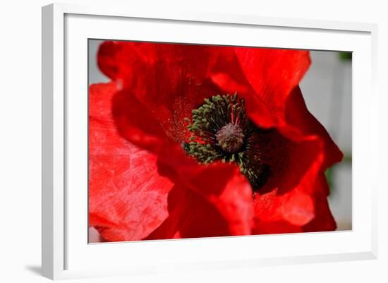 Red Poppy I-Brian Moore-Framed Photographic Print