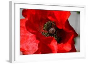 Red Poppy I-Brian Moore-Framed Photographic Print