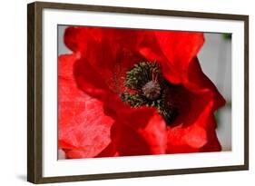 Red Poppy I-Brian Moore-Framed Photographic Print