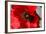Red Poppy I-Brian Moore-Framed Photographic Print