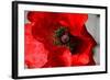 Red Poppy I-Brian Moore-Framed Photographic Print