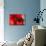 Red Poppy I-Brian Moore-Mounted Photographic Print displayed on a wall