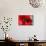 Red Poppy I-Brian Moore-Mounted Photographic Print displayed on a wall