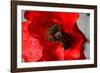 Red Poppy I-Brian Moore-Framed Photographic Print