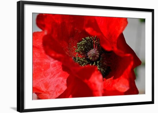 Red Poppy I-Brian Moore-Framed Photographic Print