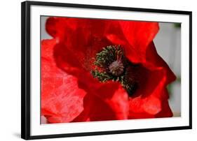 Red Poppy I-Brian Moore-Framed Photographic Print