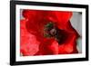 Red Poppy I-Brian Moore-Framed Photographic Print