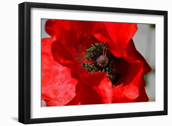 Red Poppy I-Brian Moore-Framed Photographic Print