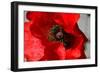 Red Poppy I-Brian Moore-Framed Photographic Print