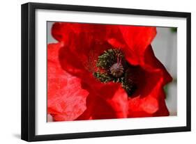 Red Poppy I-Brian Moore-Framed Photographic Print