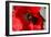 Red Poppy I-Brian Moore-Framed Photographic Print