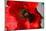 Red Poppy I-Brian Moore-Mounted Photographic Print