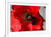 Red Poppy I-Brian Moore-Framed Photographic Print