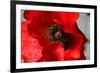 Red Poppy I-Brian Moore-Framed Photographic Print